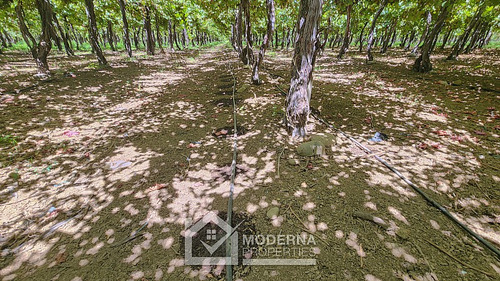 Predio 68.5 Ha En Cam La Montaña Con Parrones En Producción
