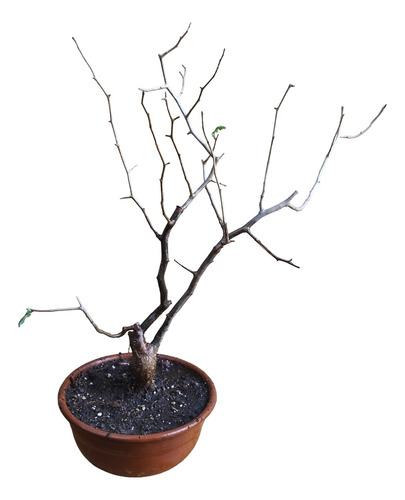 Arbolito Para Bonsai Copal Bursera Mcter