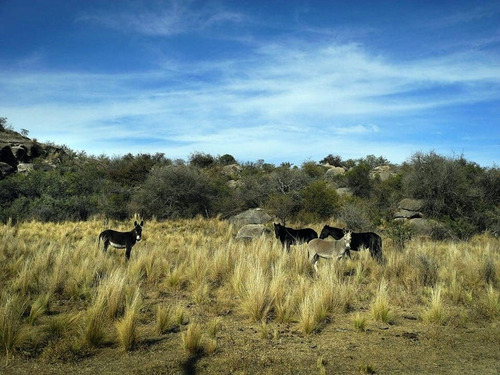 Imagen 21 de 25 de Excelente Campo Nativo De 103ha La Venta En Ojo De Agua!
