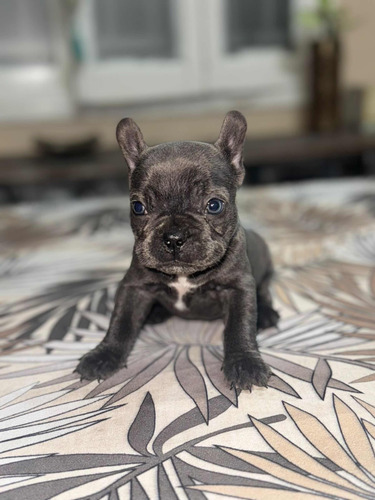Cachorros Bulldog Francés No Soy Criadero , Se Entrega 2/6