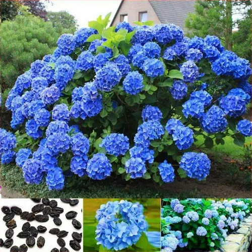 50 Piezas De Hortensias Multicolor De Color Mixto Macrophyll