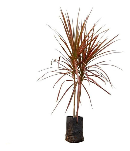 Dracena Marginata Tricolor