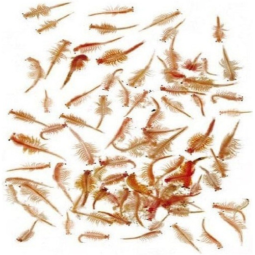 Artemia Salina 95% ( 25 Gramos) - g a $1360