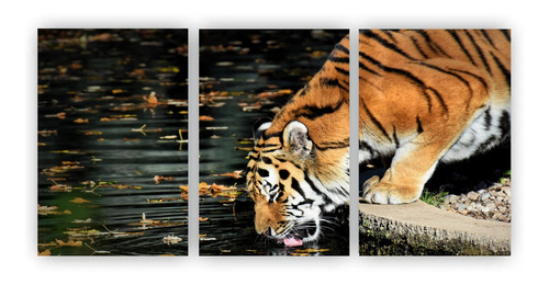 Kit 3 Quadros Decorativos Tigre Bebendo Agua Natureza Animal