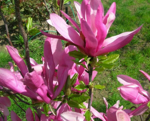 Magnolia Arbustos Florales Místicos Medicinales