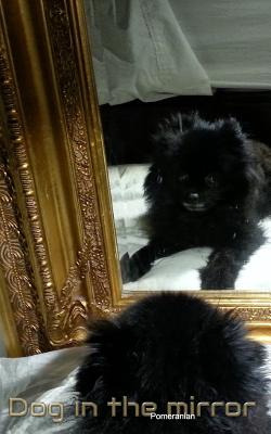 Libro Dog In The Mirror Pomeranian: Dog In The Mirrior Po...