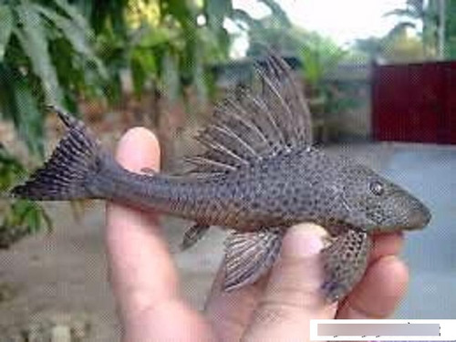 Pez Viejas Del Agua O Limpia Vidrios