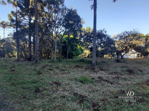 Imagem 11 de 16 de Chácara À Venda, 31000 M² Por R$ 600.000,00 - Cachoeira - São José Dos Pinhais/pr - Ch0066