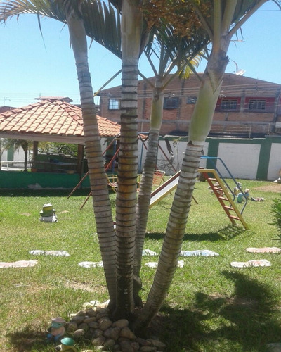 Chácara - 3404 - 32319696
