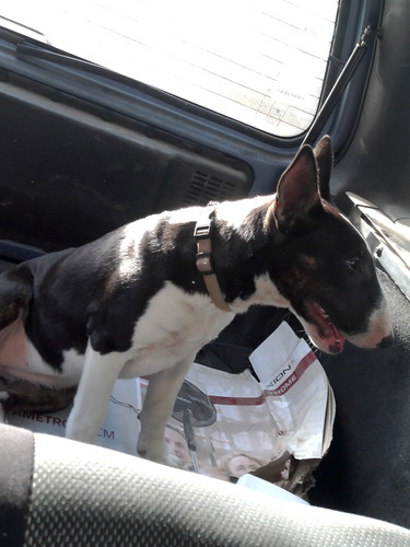 Cachorra Bullterrier Tricolor 