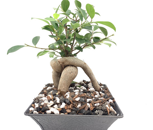 Mezcla De Tierra Para Bonsai 20qts