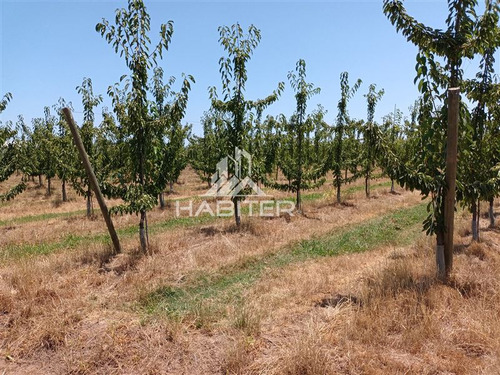 Imagen 25 de 30 de Agrícola En Venta En Curicó