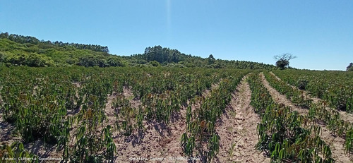 Fazenda Para Venda Em Mariana Pimentel, Potreiro Grande, 2 Dormitórios, 1 Banheiro - 1235_1-1710488