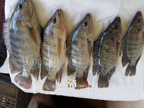 Imagem 7 de 15 de Chácara Bairro Campininha 3 Quartos Venda Atibaia - Si0005-1
