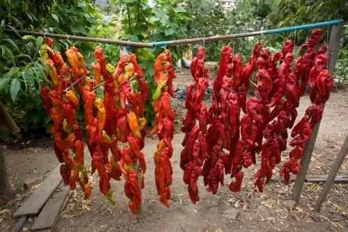 Pimentón Italiano Dulce Capsicum Annuum - 20 Semillas