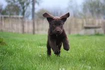 Comprar Cachorros Labrador 100% Puros, Sanos, Vitales, De Campo
