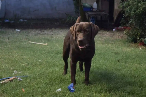 Imagen 5 de 10 de Cachorros Labradores Muy Buena Linea De Sangre
