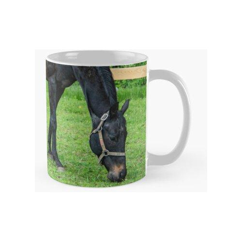 Taza Sam El Mejor Caballo Calidad Premium