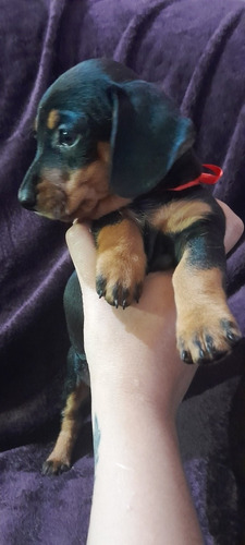 Imagen 5 de 10 de Perros Salchichas Cachorros Mini