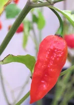 Comprar Semillas Aji Picante, Chile Naga Buth Jolokia, Indian Chille
