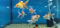 Comprar Peces Goldfish Bailarinas, 5 Cm.