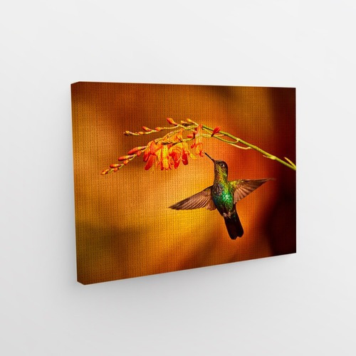 Cuadro Colibrí En Flor Minimalista Canvas Decorativo Moderno