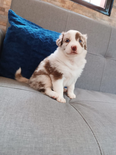 Cachorro Border Collie Choco Merle Animal Pets Colombia 