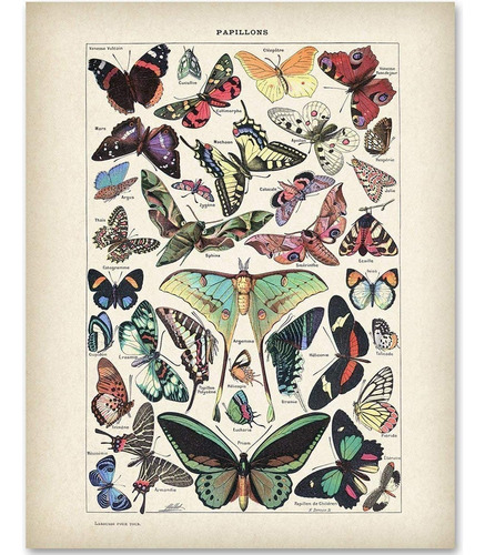 Butterflies Papillons - Impresión Educativa Vintage Para Sal