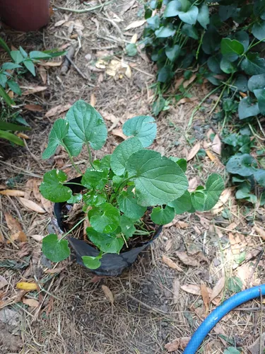 Centella Asiática Planta (gotu Kola)