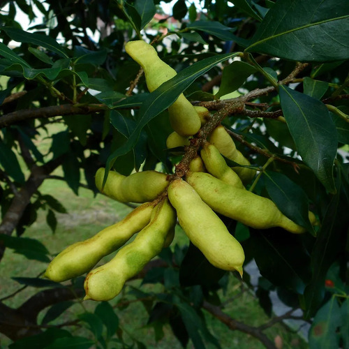 Planta De Inga Laurina, Bonita Frutal, Pregunte Costo Envio