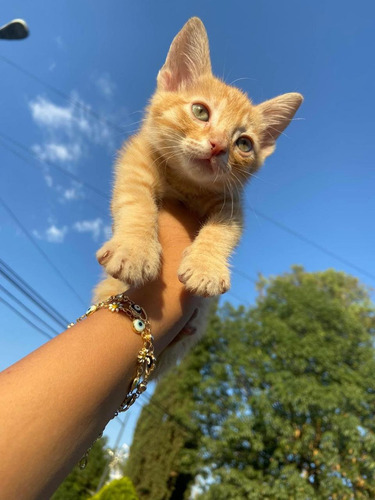 Gato Orange Tabby