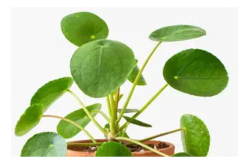 Plantas Pilea Peperomia