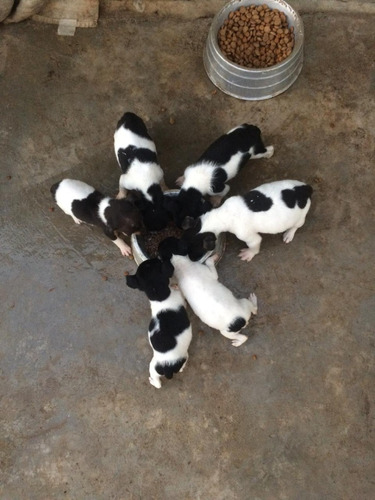 Fox Paulistinha Tricolor