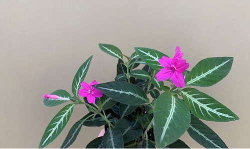 Muda De Ruellia Makoyana -atrai Abelhas Planta Veludo Pink
