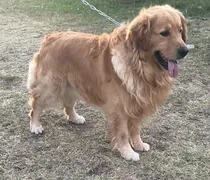 Comprar Golden Retriver Macho Para Monta
