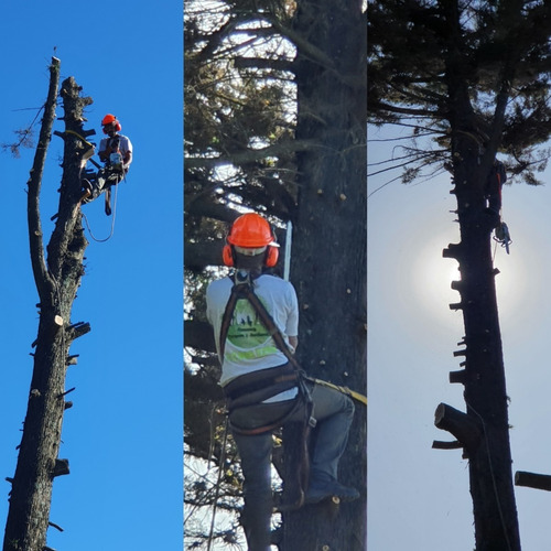 Imagen 6 de 10 de Poda En Altura - Extracciones - Tala De Arboles - Poda Gral!