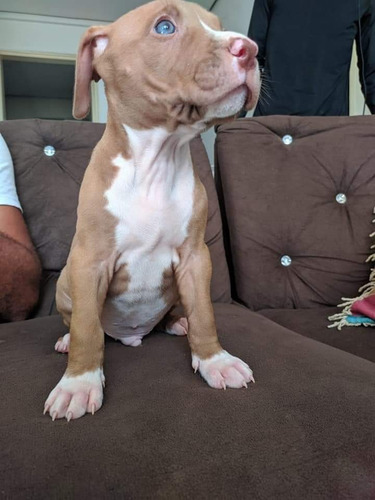 Filhotes De Pit Bull