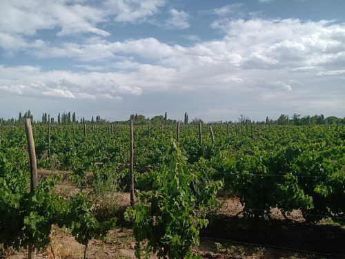 Imagen 7 de 14 de Venta De Finca Con 2 Propiedades 15 Y 6 Hectáreas