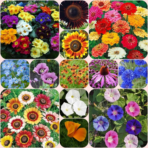 Gran Pack De Las Mejores Flores Para Tu Jardín