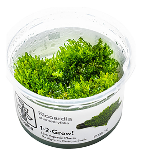 Riccardia Chamedryfolia 003d Tc Musgo Acuario Impor. Tropica