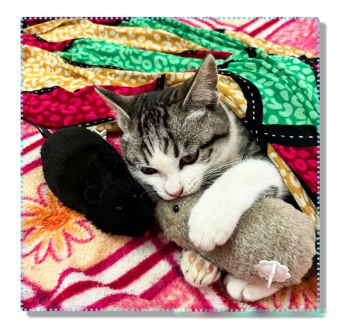 Juguetes Interactivos Para Mascotas Random 4 Cat Toys