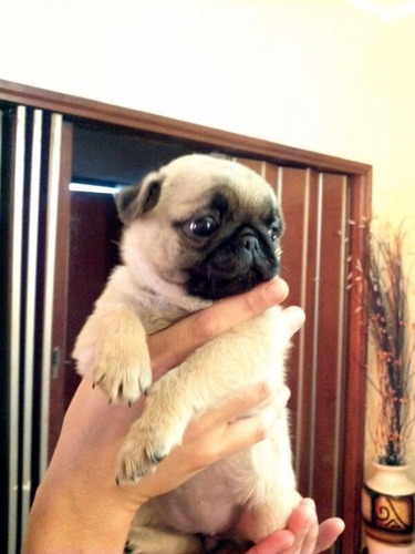 Pug Carlinos Excelente Pedigree