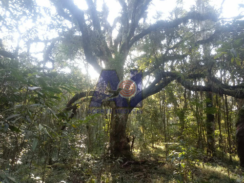 Imagem 9 de 10 de Chácara À Venda Na Avenquinha - Campo Alegre/sc - 106