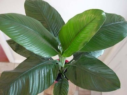 Imagen 3 de 3 de Spathiphyllum Sensation (espatifilio) M24