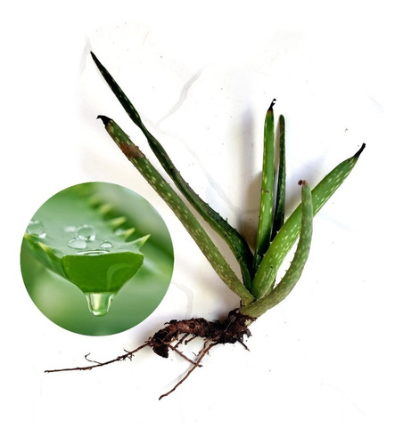 2 Mudas De Babosa Aloe Vera Barbadensis 20cm + Brinde