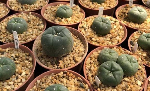 20 Semillas De Cactus De Peyote + Instructivo 