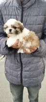 Comprar Hermoso Cachorro Shitzu Miniatura 400$