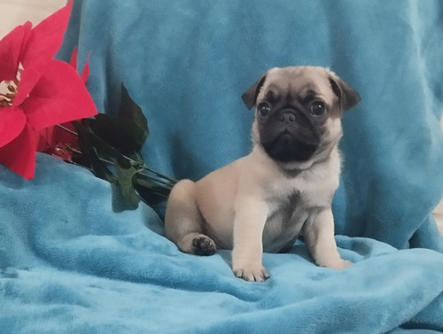 Hermosos Y Tiernos Cachorritos Mini Pug