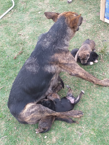 Mascotas Cruza Ovejero X Cimarron. Nacidos Abril 3, 2024. 