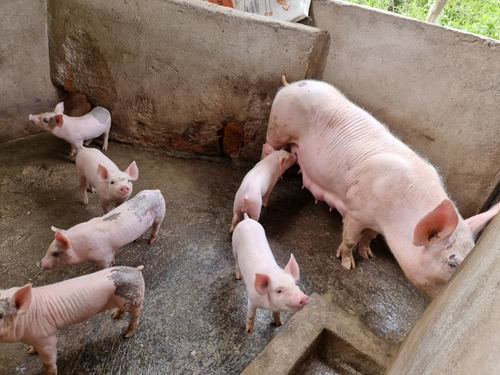 Imagen 10 de 14 de En Venta Hermosa Granja Sector Los Ranchos Vías Las Guamas